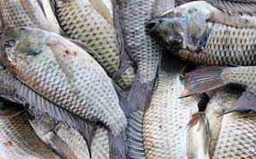 Fish Diseases