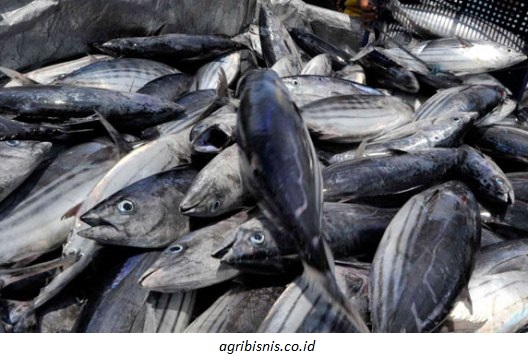 Marketing of Fishery Products