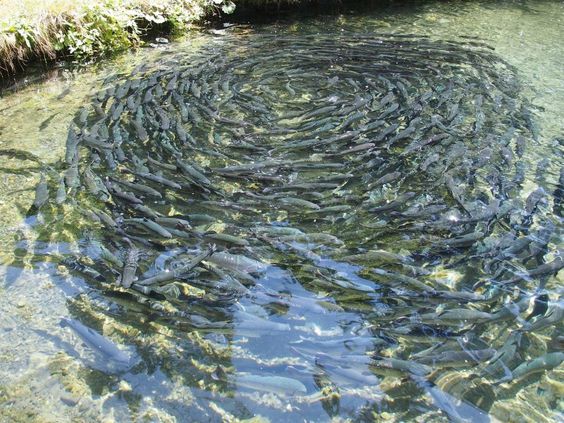 Fish Rearing Techniques: A Comprehensive Guide to Thriving Aquaculture