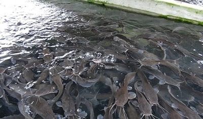 Fish Processing Techniques