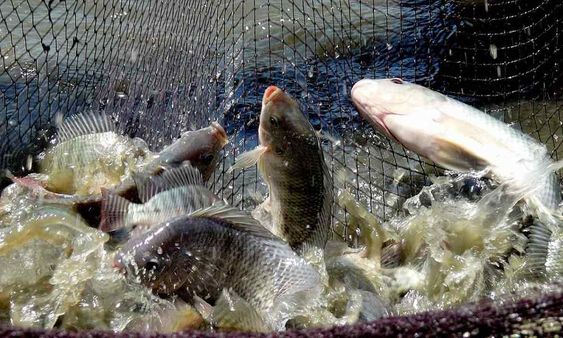 Tilapia Farming