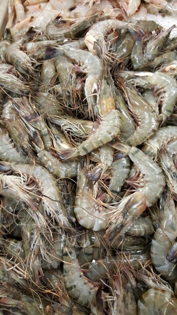 Shrimp Supply Chain