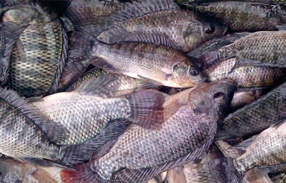 Tilapia Supply Chain