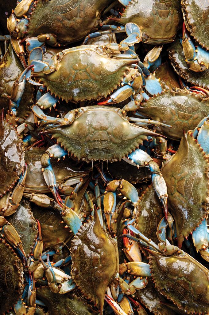 The Realm of the Big Crabs: Unveiling the Titans of the Crustacean ...