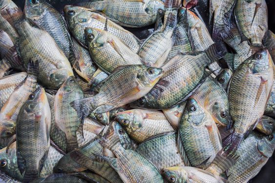 Tilapia market potential