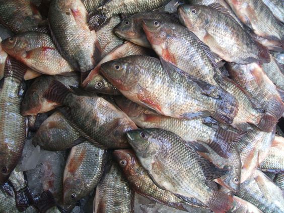 High Productivity of Tilapia