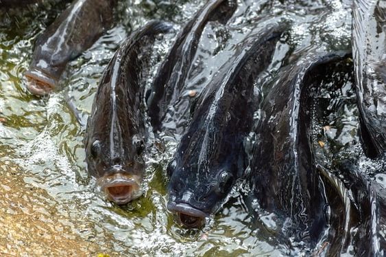 Fresh Fish Ponds