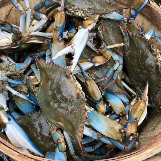 Organic Crab Cultivation