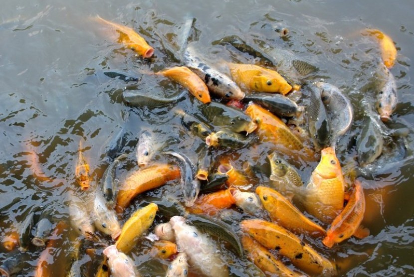 Carp Fishery