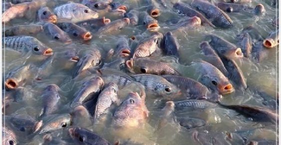 Large Scale Tilapia Fisheries