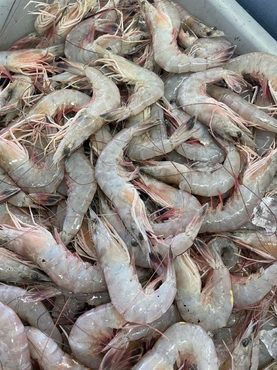 Organic Shrimp Cultivation