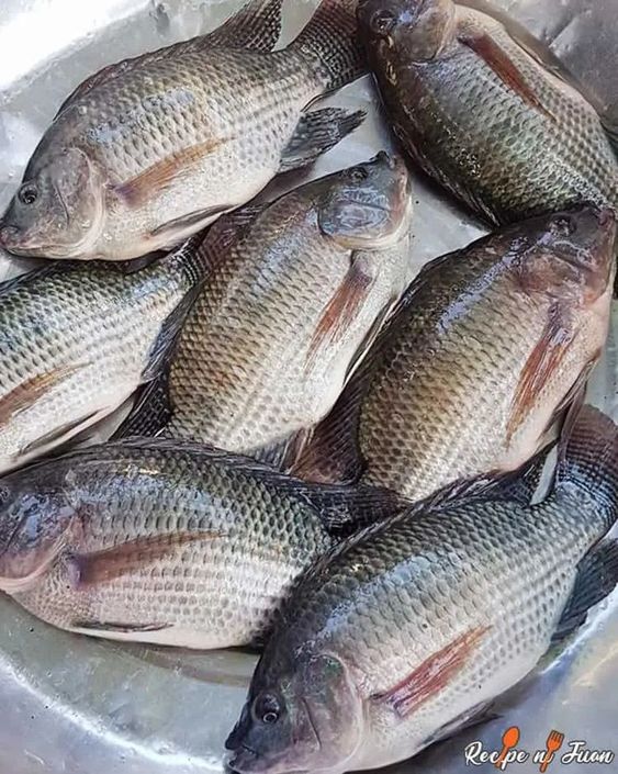 Growth of Gourami Fish