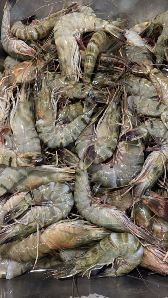 Shrimp Sustainability