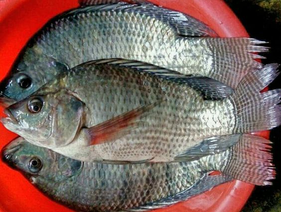 Technical Aspects of Gourami