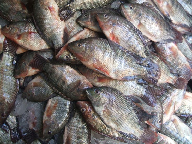 Tilapia Traceability