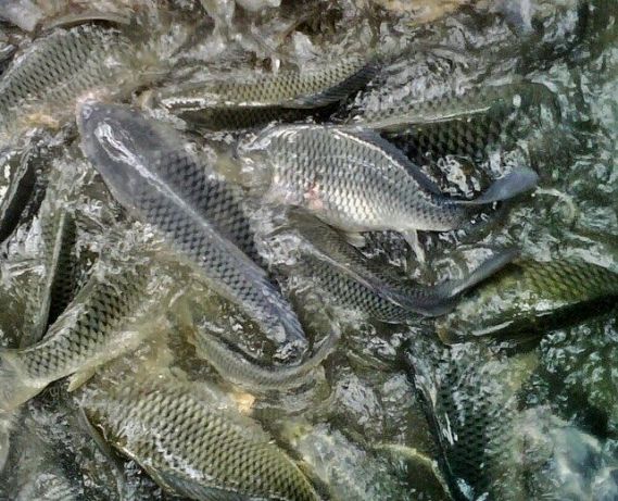 Tilapia Water Quality