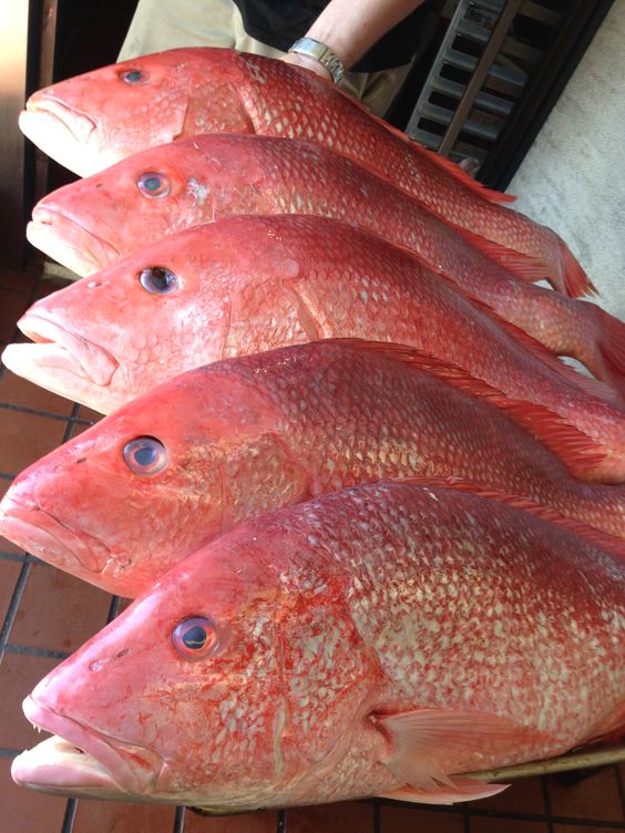 Snapper Fisheries