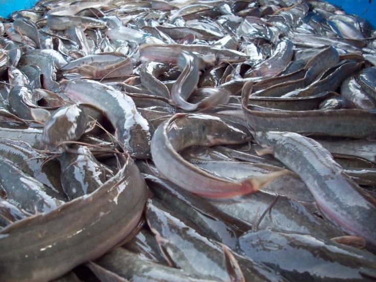 Challenges of Catfish Farming