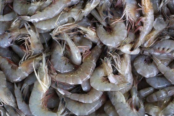 Vannamei Shrimp Health Management