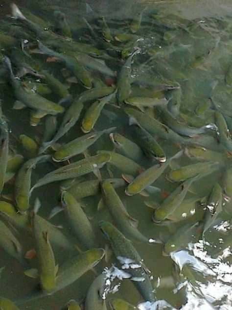 Black Tilapia Feed