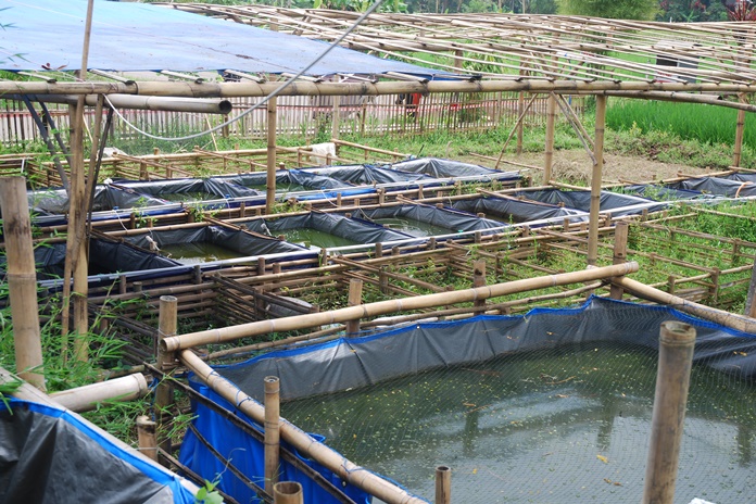 Organic Snakehead Fish Cultivation