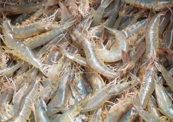 Vaname Shrimp Cultivation