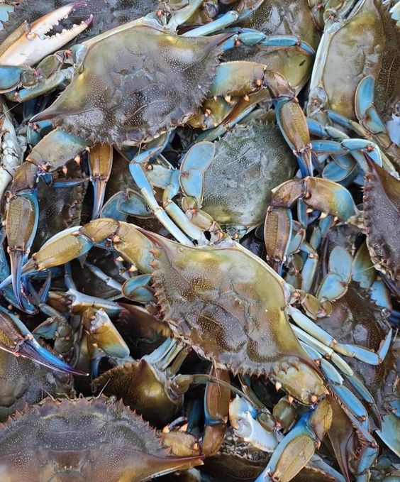 Crab Food Safety
