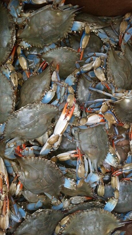 Crab Processing Industry