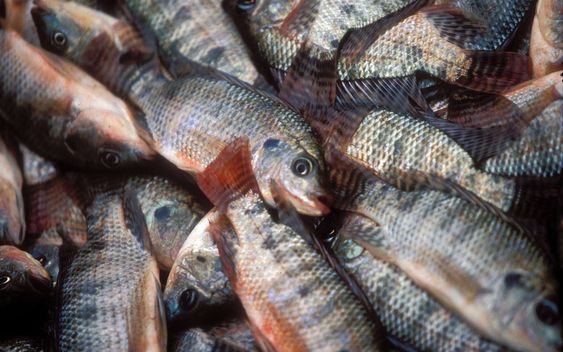 Tilapia Organic Farming