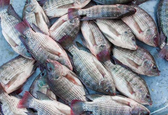 Tilapia Fish Management