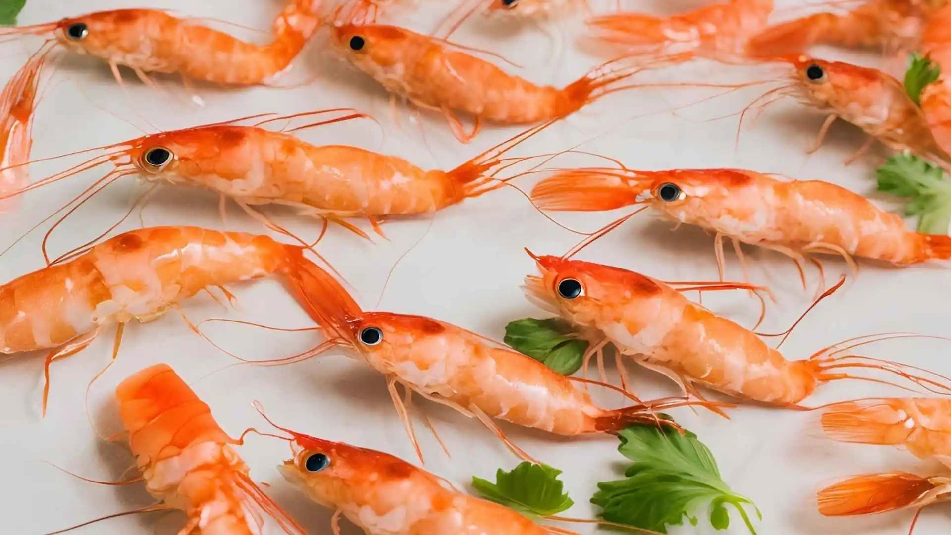 aquaponics shrimp